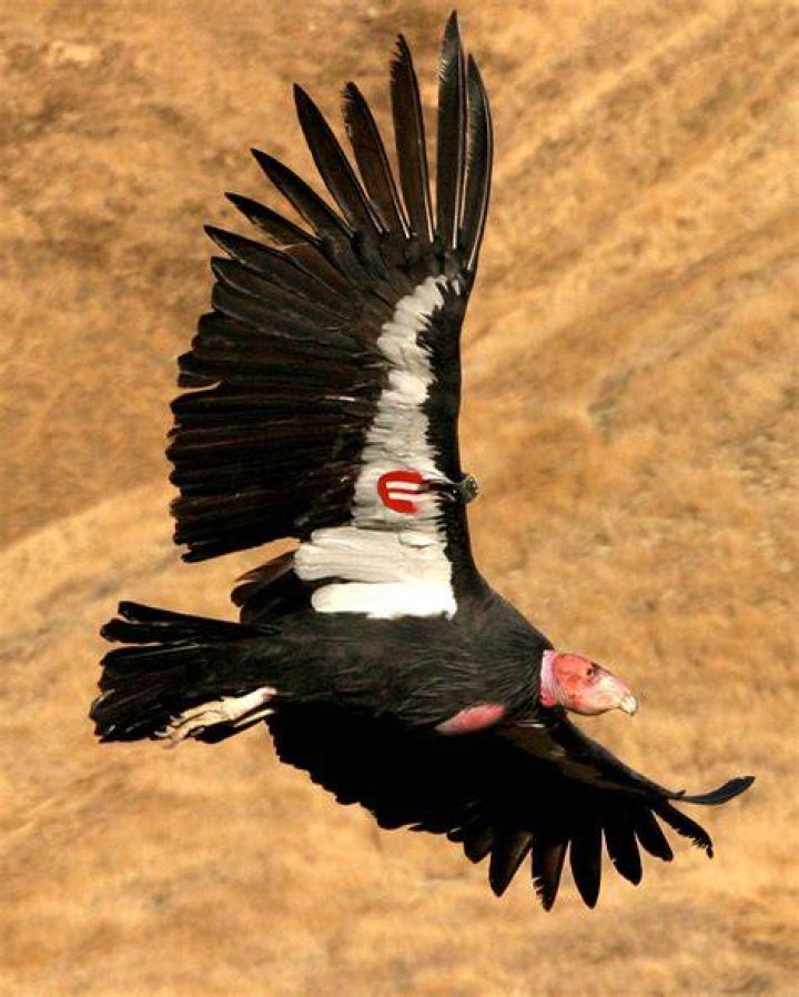 Where do condors live
